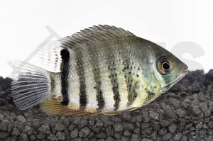 010268_Heros-notatus_Augenfleckbuntbarsch_01
