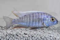 010283_Aulonocara-hansbaenschi_Kaiserbuntbarsch_01