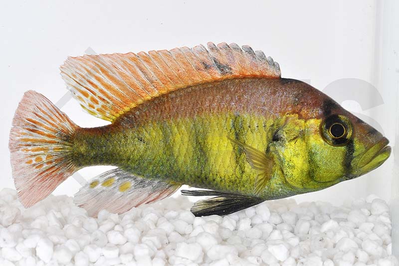010289_Astatotilapia-aeneocolor-yellow-belly_Papyrus-Maulbrueter_01