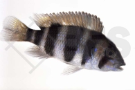 010295_Cyphotilapia-frontosa_Tanganjika-Beulenkopf-Blau_01
