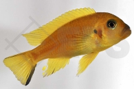 010300_Pseudotropheus-spec-daktari_Daktari-Maulbrueter_01