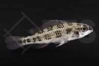 010310_Crenicara-filamentosa_Schachbrettcichlide_01