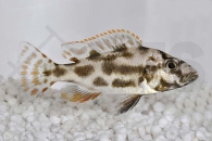 010311_Nimbochromis-livingstoni_Schlaefer-Cichlide_01