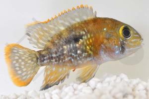 010331_Andinoacara-rivulatus_Goldsaumbuntbarsch_01