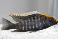 010332_Aulonocara-maylandi_Schwefelkopf-Kaiserbuntbarsch_01