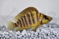 010352_Altolamprologus-compressiceps_Nanderbuntbarsch_01