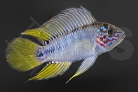 010355_Apistogramma-borelli_Borellis-Zwergbuntbarsch-opal_01