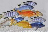 010360_Malawiseecichliden-Mix_01