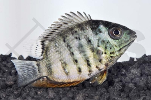 010362_Heros-severus_Augenfleckbuntbarsch_01