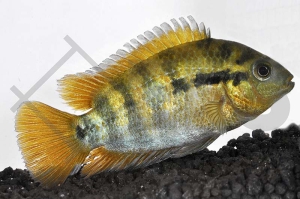 010363_Herotilapia-multispinosa_Regenbogencichlide_01