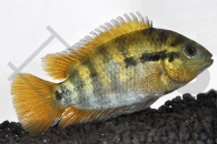 010363_Herotilapia-multispinosa_Regenbogencichlide_01