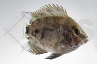 010369_Uaru-amphiacanthoides_Keilfleckbuntbarsch_01