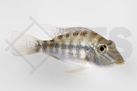 010371_Satanoperca-jurupari_Teufelsangel-Erdfresser_01