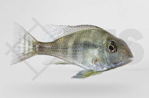 010377_Geophagus-spec-Tapajos-red-head_Rotkopf-Erdfresser_01