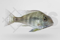 010377_Geophagus-spec-Tapajos-red-head_Rotkopf-Erdfresser_01