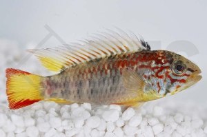 010384_Apistogramma-macmasteri_Villavicencio-Zwergbuntbarsch_01