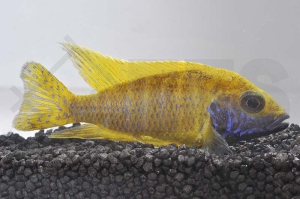 010397_Aulonocara-baenschi-benga_Gelber-Kaiserbuntbarsch_01