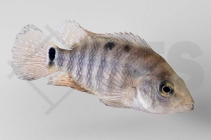 010399_Mesoheros-festae_Roter-Ecuadorbuntbarsch_01