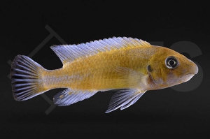 010403_Labeotropheus-trewavasae_Gestreckter-Schabemund-Buntbarsch_Chilumba_01