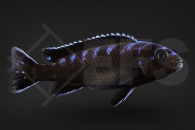 010404_Pseudotropheus-elongatus_neon-spot_01