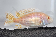 010409_Aulonocara-spec-gold-albino_Kaiserbuntbarsch-albino_01
