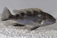010414_Pseudotropheus-livingstoni_01