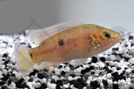 010415_Hemichromis-spec-gabun_Gelbflossen-Juwelenbuntbarsch_01