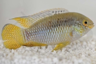 010426_Laetacara-curviceps_Tuepfelbuntbarsch_01