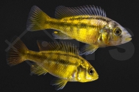 010428_Haplochromis-spec_Rock-Kribensis_Viktoria-Orangebrustbuntbarsch_01