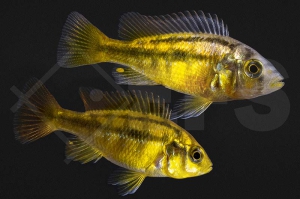 010428_Haplochromis-spec_Rock-Kribensis_Viktoria-Orangebrustbuntbarsch_01