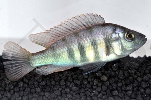 010429_Haplochromis-nyererei_Nyereres-Viktoriabuntbarsch_01