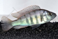 010429_Haplochromis-nyererei_Nyereres-Viktoriabuntbarsch_01