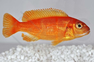 010437_Pseudotropheus-saulosi_Saulosi-Zebramaulbrueter-korallenrot_01
