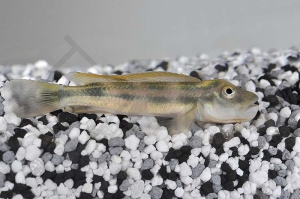 010438_Steatocranus-tinanti_Loewenkopfbuntbarsch_01