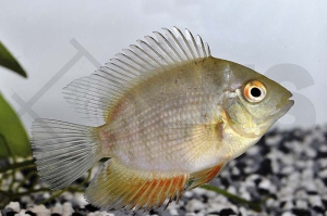 010455_Heros-efasciatus_Rotkeil-Augenfleckbuntbarsch_01