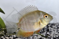 010455_Heros-efasciatus_Rotkeil-Augenfleckbuntbarsch_01