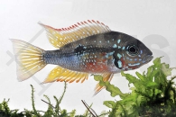 010462_Thorichthys-ellioti_Elliots-Buntbarsch_01