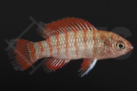 010463_Dario-dario_Roter-Badis_01