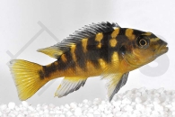 010470_Pseudotropheus-crabro_Chamaeleon-Maulbrueter_01