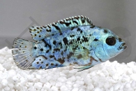010480_Rocio-octofasciata_Blue-Jack-Dempsey-Cichlide_01