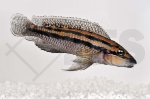 010482_Julidochromis-dickfeldi_Dickfelds-Schlankcichlide_01
