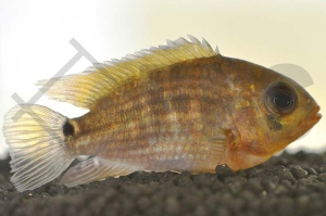 010483_Aequidens-tetramerus_Gruenglanz-Buntbarsch_01