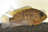 010483_Aequidens-tetramerus_Gruenglanz-Buntbarsch_01