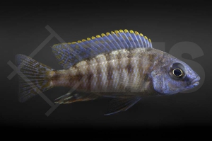 010485_Protomelas-steveni-Taiwan-reef_01