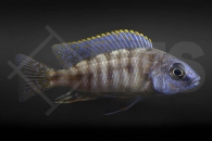 010485_Protomelas-steveni-Taiwan-reef_01