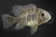 010488_Gymnogeophagus-balzani_Ballonkopf-Erdfresser_01