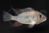 010489_Acarichthys-heckelii_Heckels-Buntbarsch_01