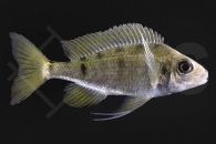 010491_Ophtalmontilapia-nasuta_Nasenbuntbarsch_01