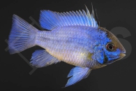 010495_Mikrogeophagus-ramirezi_Schmetterlingsbuntbarsch-electric-blue_01