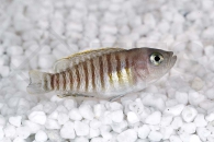 010498_Neolamprologus-multifasciatus_Gestreifter-Schneckenbuntbarsch_01